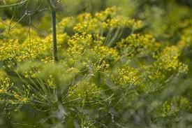 angélique officinale